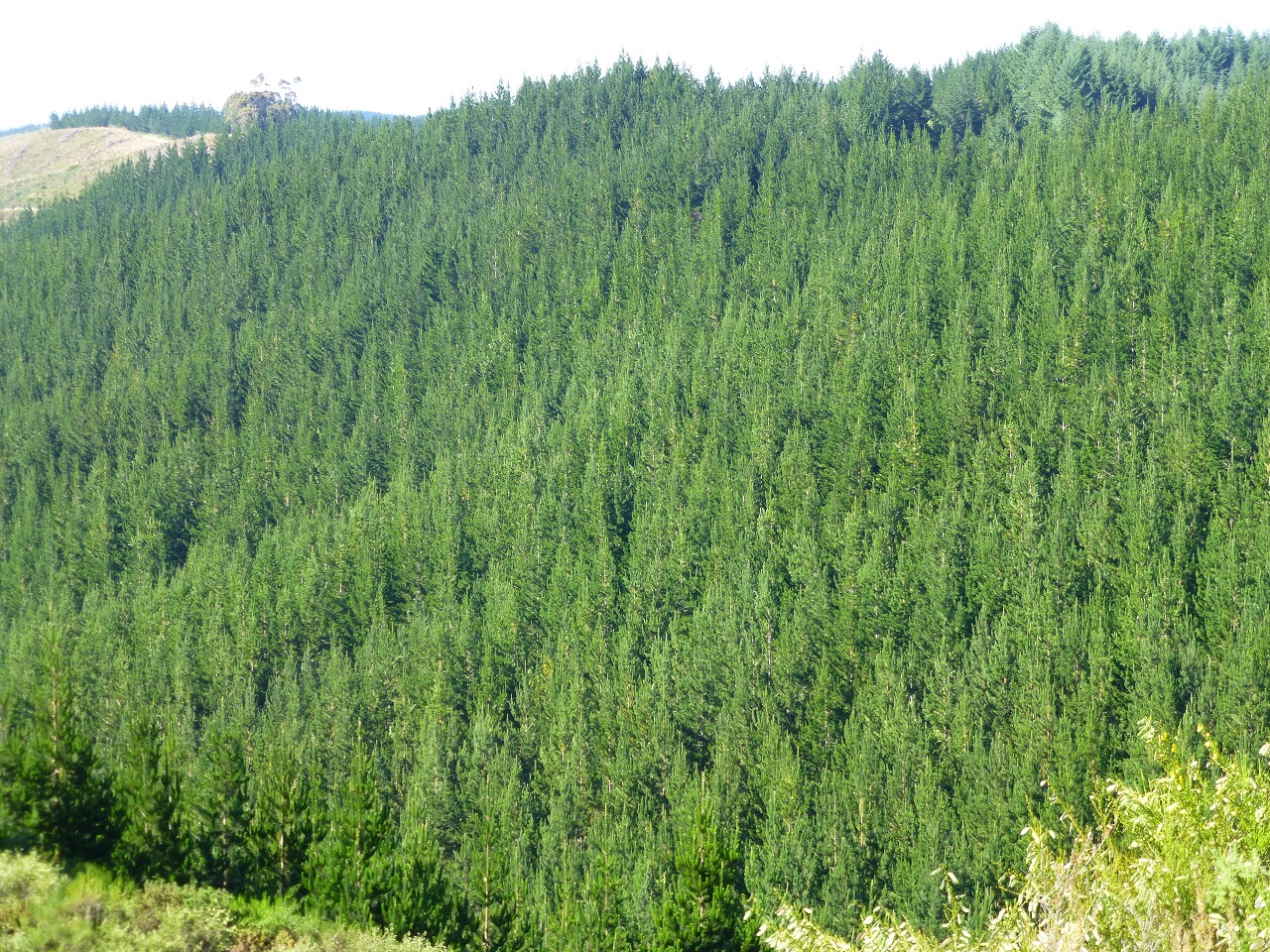 Radiata Pine Plantation